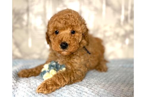 成約済の福岡県のミニチュアプードル-173033の6枚目