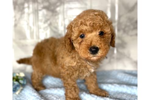 成約済の福岡県のミニチュアプードル-173033の1枚目