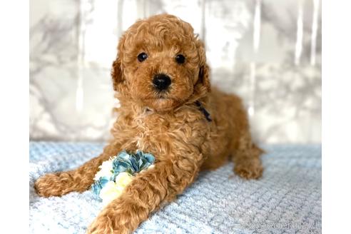 成約済の福岡県のミニチュアプードル-173033の2枚目