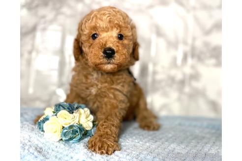 成約済の福岡県のミニチュアプードル-173033の3枚目