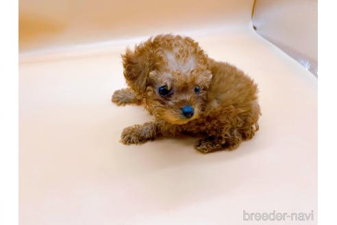 成約済の東京都のティーカッププードル-177729の4枚目