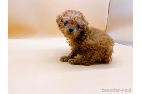 成約済の東京都のティーカッププードル-177729の6枚目