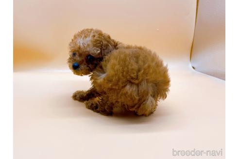 成約済の東京都のティーカッププードル-177729の7枚目