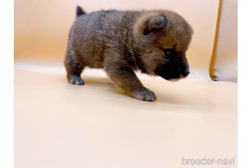 成約済の東京都の豆柴-177728の2枚目