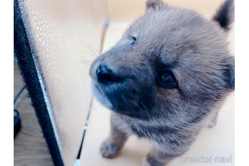 成約済の東京都の豆柴-177728の3枚目