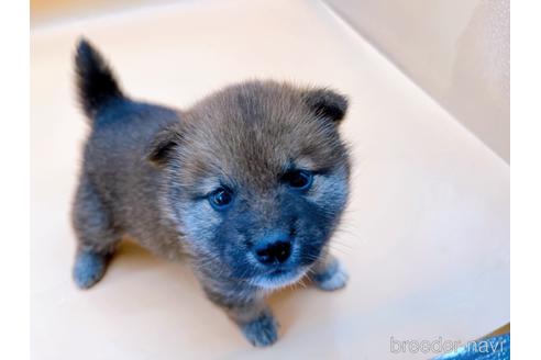 成約済の東京都の豆柴-177728の4枚目