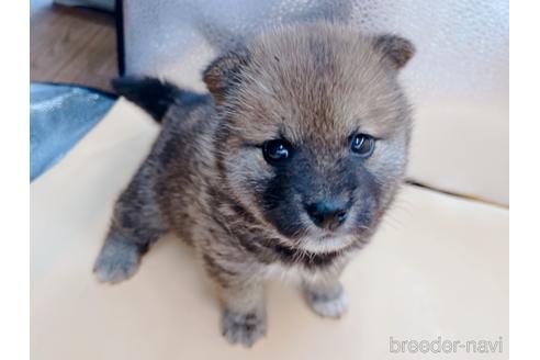 成約済の東京都の豆柴-177728の1枚目