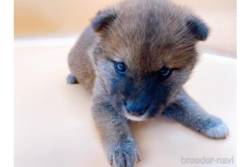 成約済の東京都の豆柴-177728の5枚目