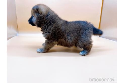 成約済の東京都の豆柴-177728の6枚目