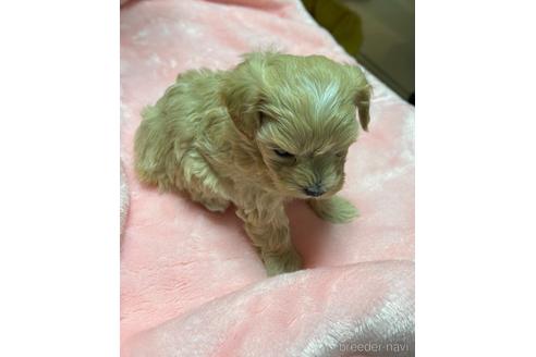 成約済の山形県のマルプー:マルチーズ×トイプードル-176100の3枚目