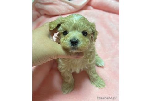 成約済の山形県のマルプー:マルチーズ×トイプードル-176100の4枚目
