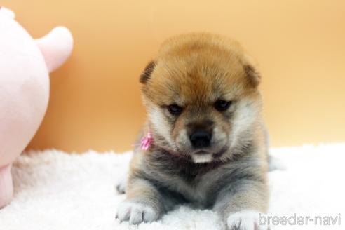 成約済の栃木県の柴犬-177123の1枚目