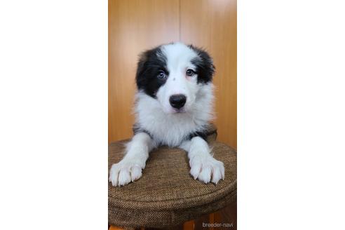 成約済の東京都のボーダーコリー-177130