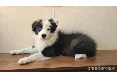 成約済の東京都のボーダーコリー-177130の2枚目