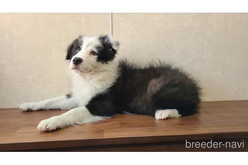 成約済の東京都のボーダーコリー-177130の3枚目