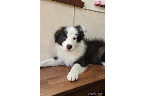 成約済の東京都のボーダーコリー-177130の4枚目