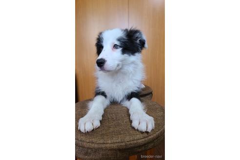 成約済の東京都のボーダーコリー-177130の6枚目