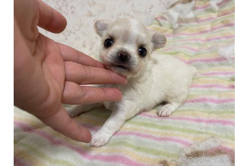 成約済の新潟県のチワワ(ロングコート)-177177の14枚目