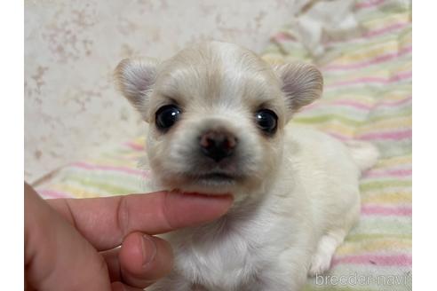 成約済の新潟県のチワワ(ロングコート)-177177の15枚目