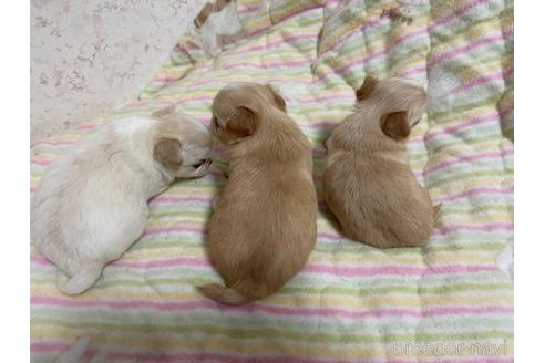 成約済の新潟県のチワワ(ロングコート)-177177の15枚目