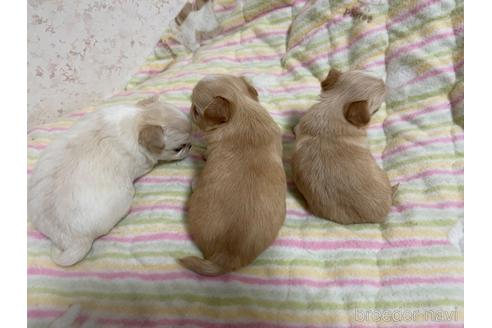 成約済の新潟県のチワワ(ロングコート)-177177の17枚目