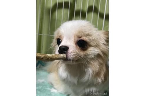 ギンくん1枚目