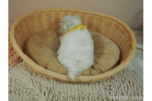 成約済の埼玉県のマルチーズ-175229の4枚目