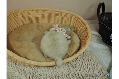 成約済の埼玉県のトイプードル-177212の4枚目