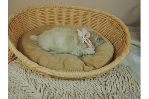 成約済の埼玉県のトイプードル-177212の5枚目