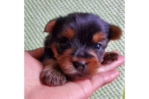 成約済の愛知県のヨークシャーテリア-176229の1枚目