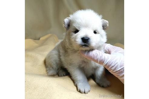 成約済の茨城県のポメラニアン-176270の6枚目