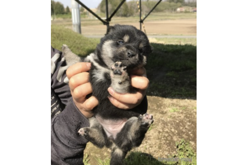 成約済の宮城県の柴犬-177222の5枚目