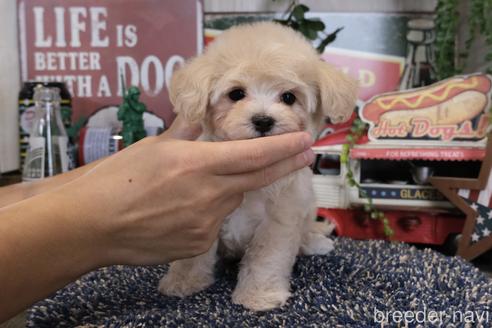 成約済の群馬県のマルプー:マルチーズ×トイプードル-176403の5枚目