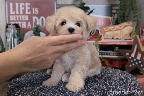 成約済の群馬県のマルプー:マルチーズ×トイプードル-176403の4枚目