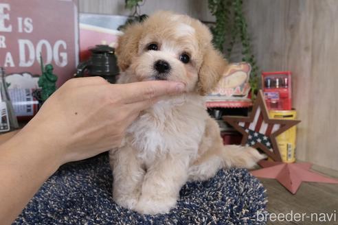 成約済の群馬県のマルプー:マルチーズ×トイプードル-176401の3枚目