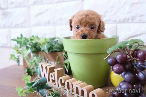 成約済の滋賀県のトイプードル-177250の1枚目