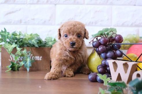 成約済の滋賀県のトイプードル-177250の5枚目