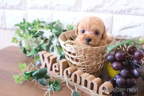 成約済の滋賀県のトイプードル-177252の1枚目