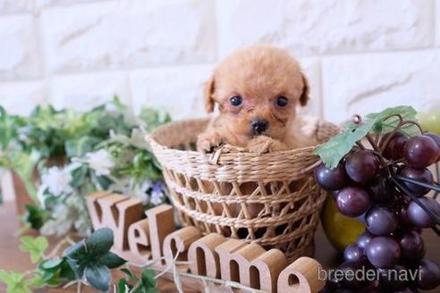 成約済の滋賀県のトイプードル-177254の1枚目