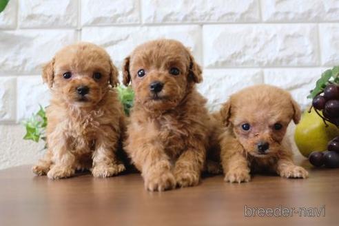 成約済の滋賀県のトイプードル-177254の2枚目