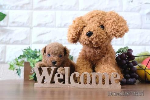 成約済の滋賀県のトイプードル-177255の1枚目