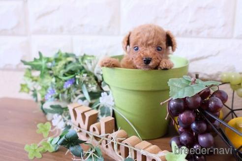 成約済の滋賀県のトイプードル-177255の5枚目