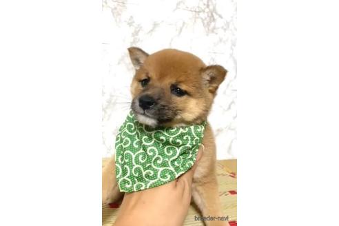 成約済の茨城県の豆柴-177279の2枚目
