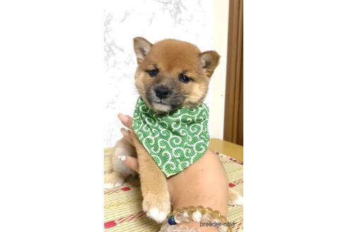 成約済の茨城県の豆柴-177279の1枚目