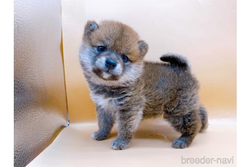 成約済の東京都の豆柴-177727