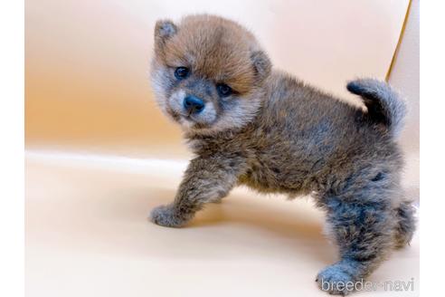 成約済の東京都の豆柴-177727の6枚目