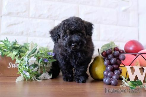 成約済の滋賀県のトイプードル-175290