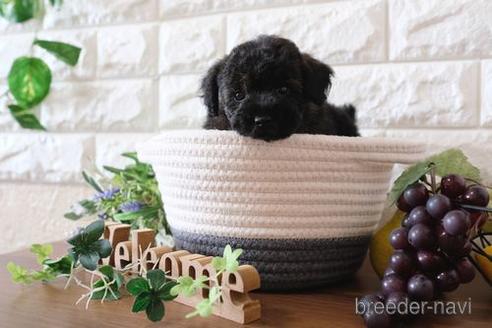 成約済の滋賀県のトイプードル-175290の6枚目