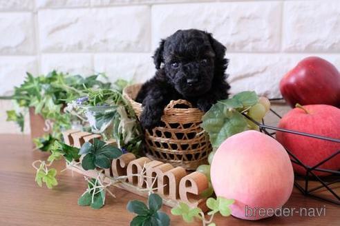 成約済の滋賀県のトイプードル-175290の3枚目