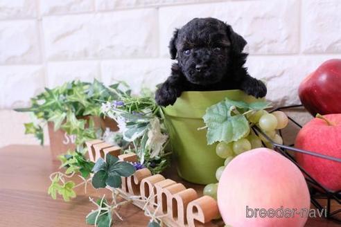 成約済の滋賀県のトイプードル-175290の2枚目